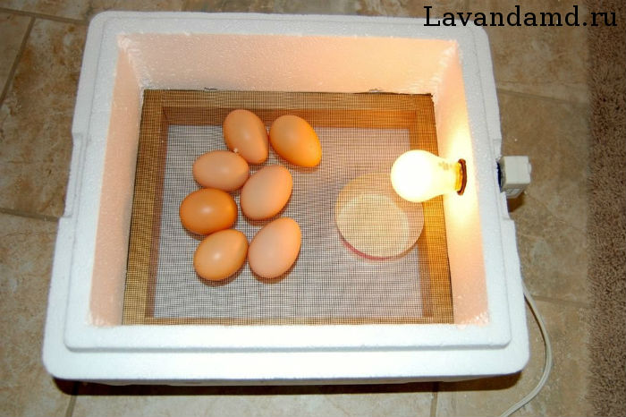 Как сделать мини-инкубатор для яиц своими руками