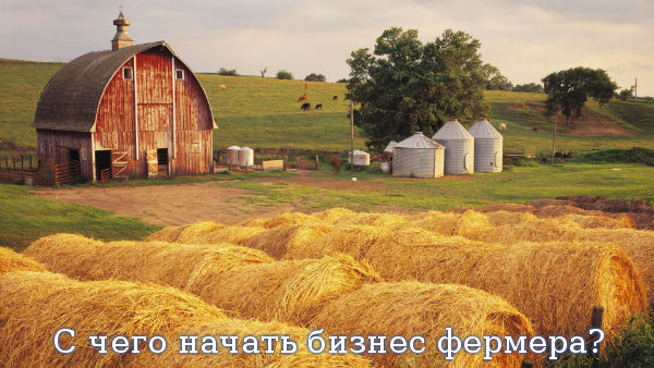 С чего начать бизнес фермера?